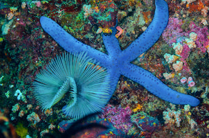 Blue on Blue- Starfish Featherduster