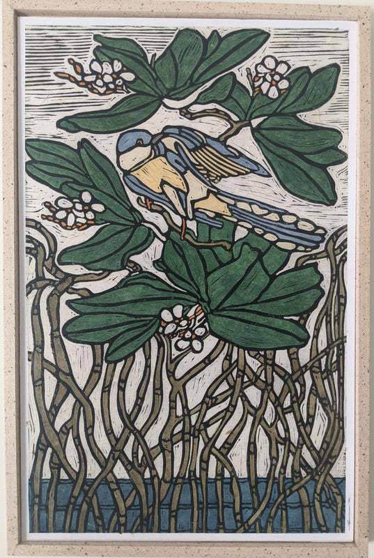 Mangrove Cuckoo