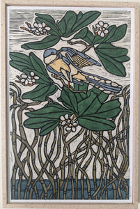 Mangrove Cuckoo