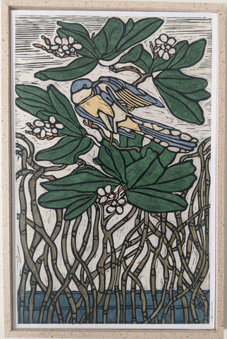 Mangrove Cuckoo