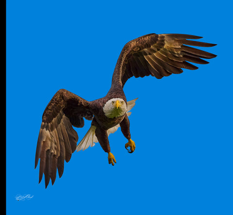 Bald Eagle