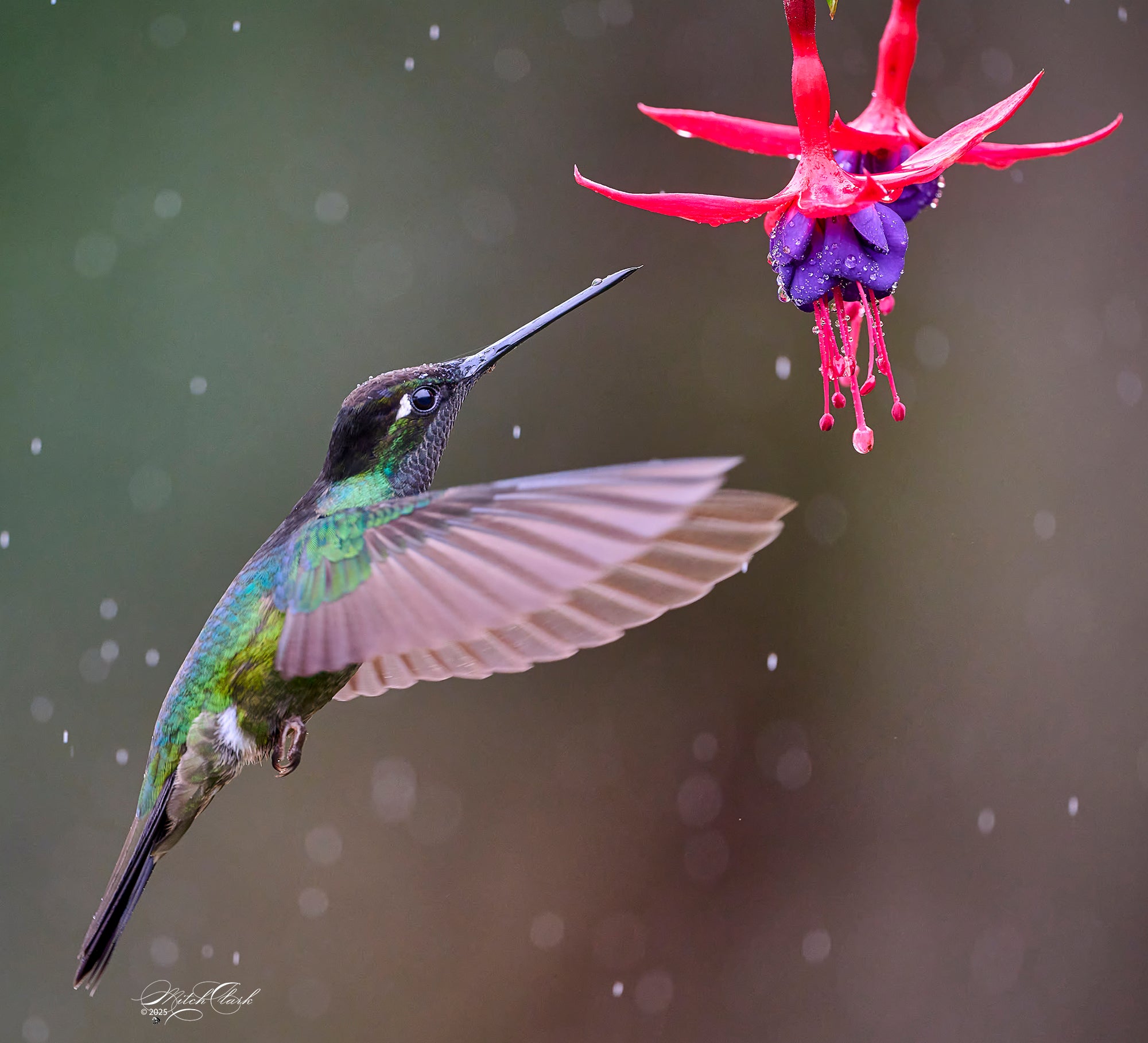 Fiery Throated Hummingbird