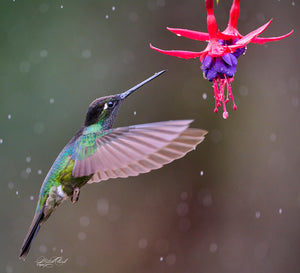 Fiery Throated Hummingbird
