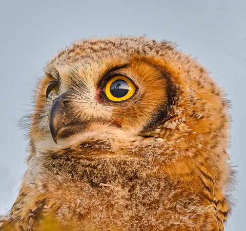 Great Horned Owl Juvenile
