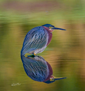 Green Heron