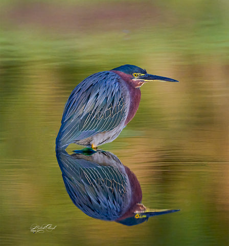 Green Heron