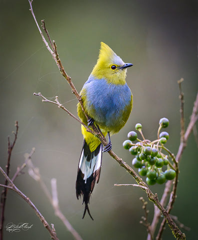 Long Tailed Silky Fly Catcher