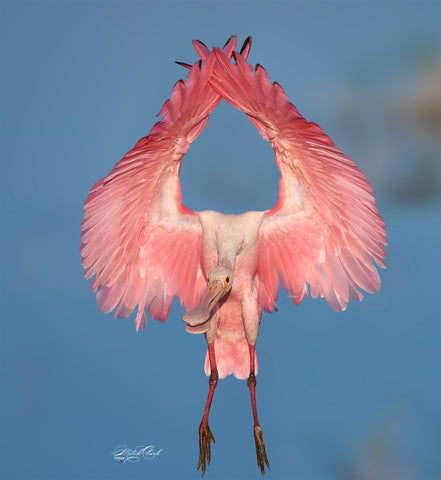 Roseate Spoonbill