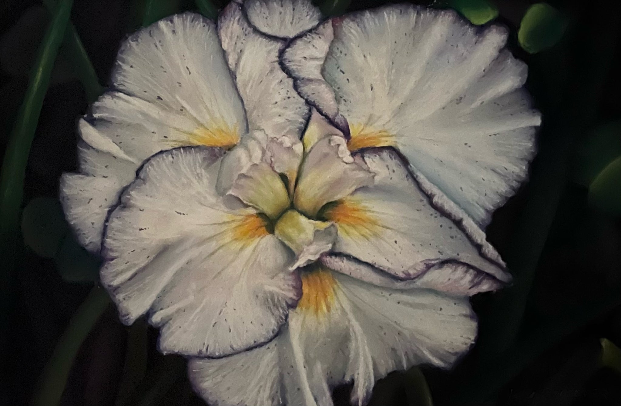 Japanese Iris