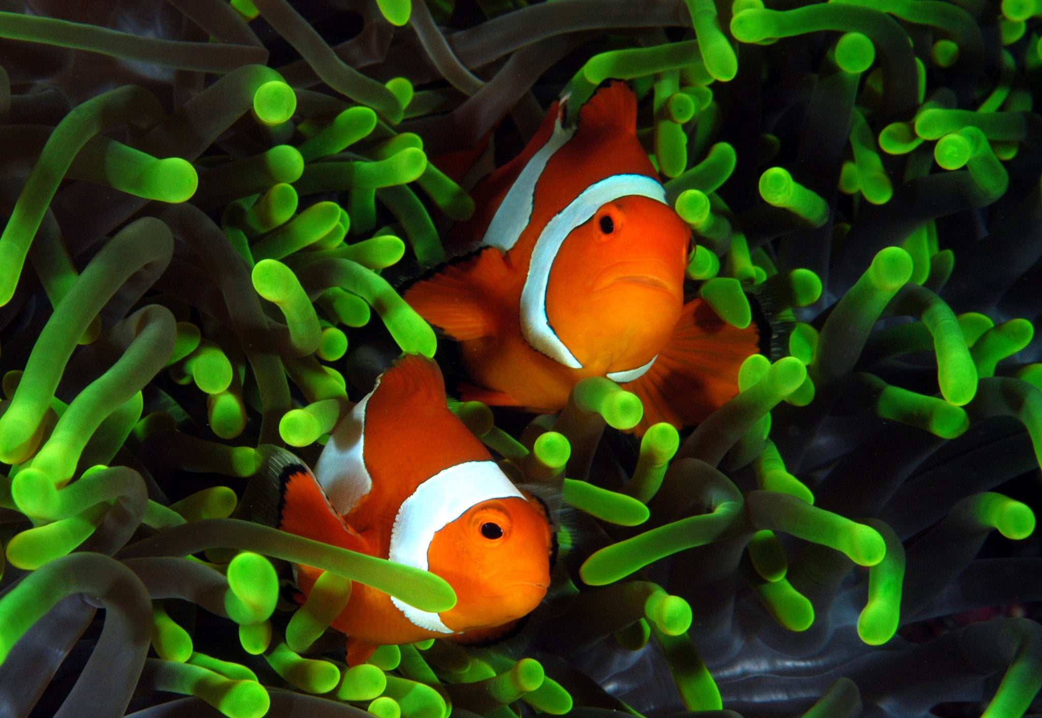 Clowns - Green Tipped Anemone