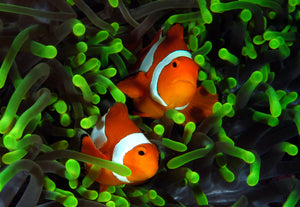 Clowns - Green Tipped Anemone