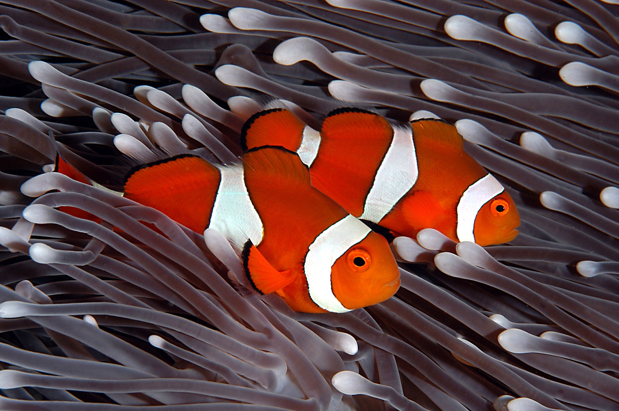 Clowns - Great Barrier Reef