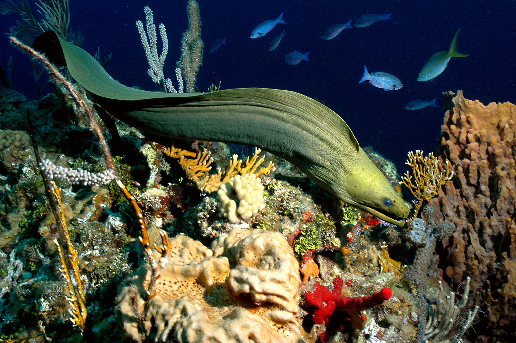 Green Moray Hunting