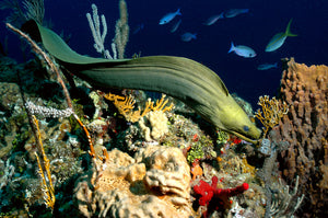 Green Moray Hunting