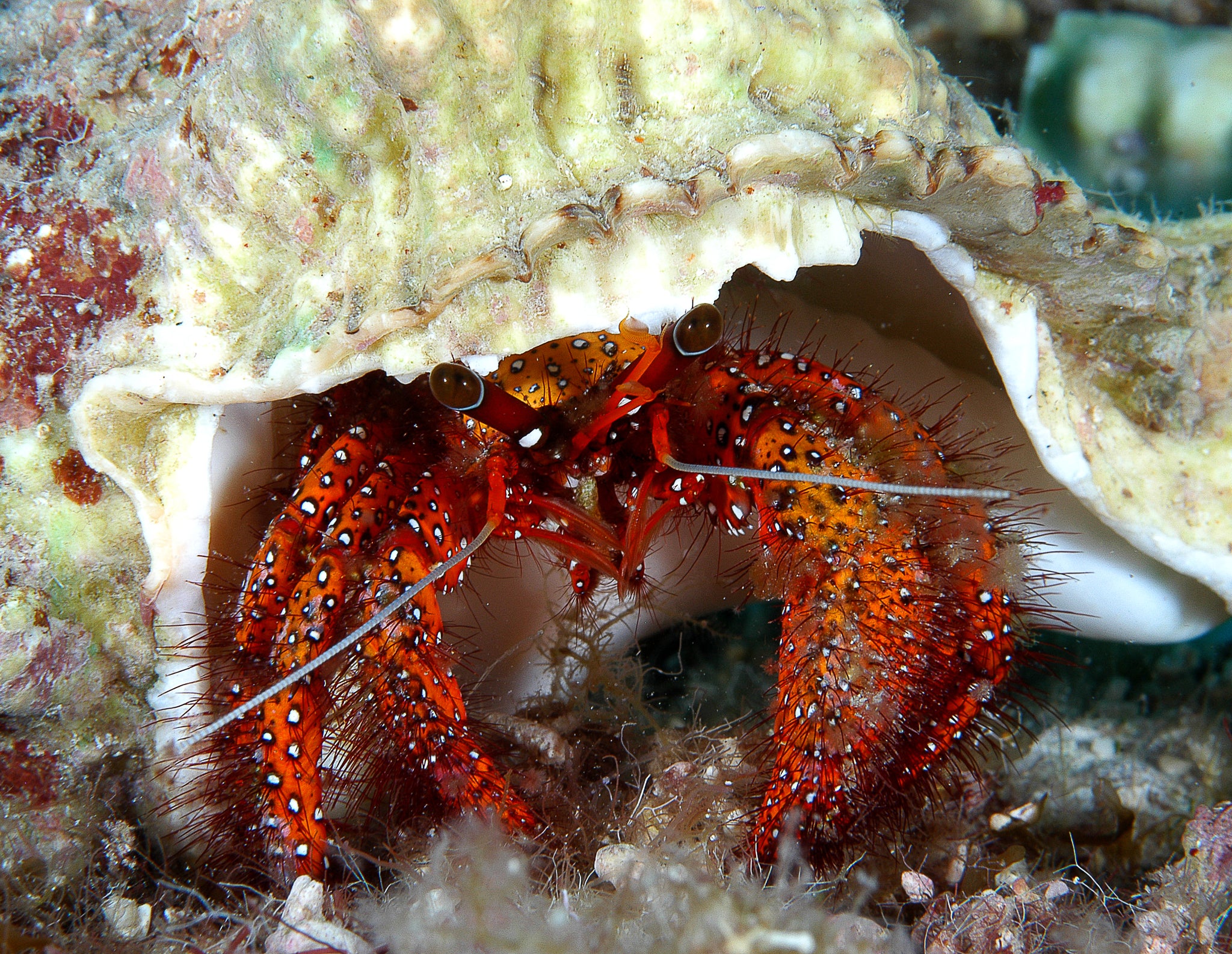 Hermit Crab Phillippines