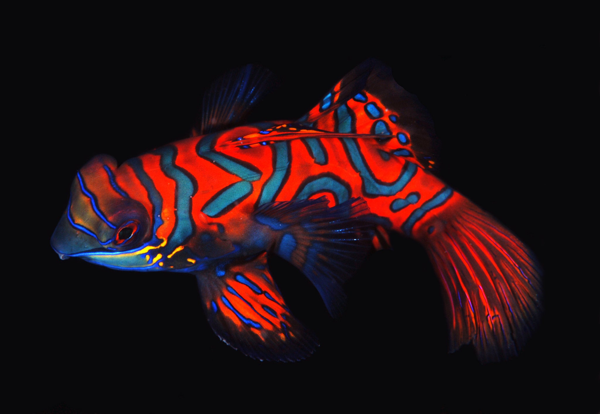 Mating Dance