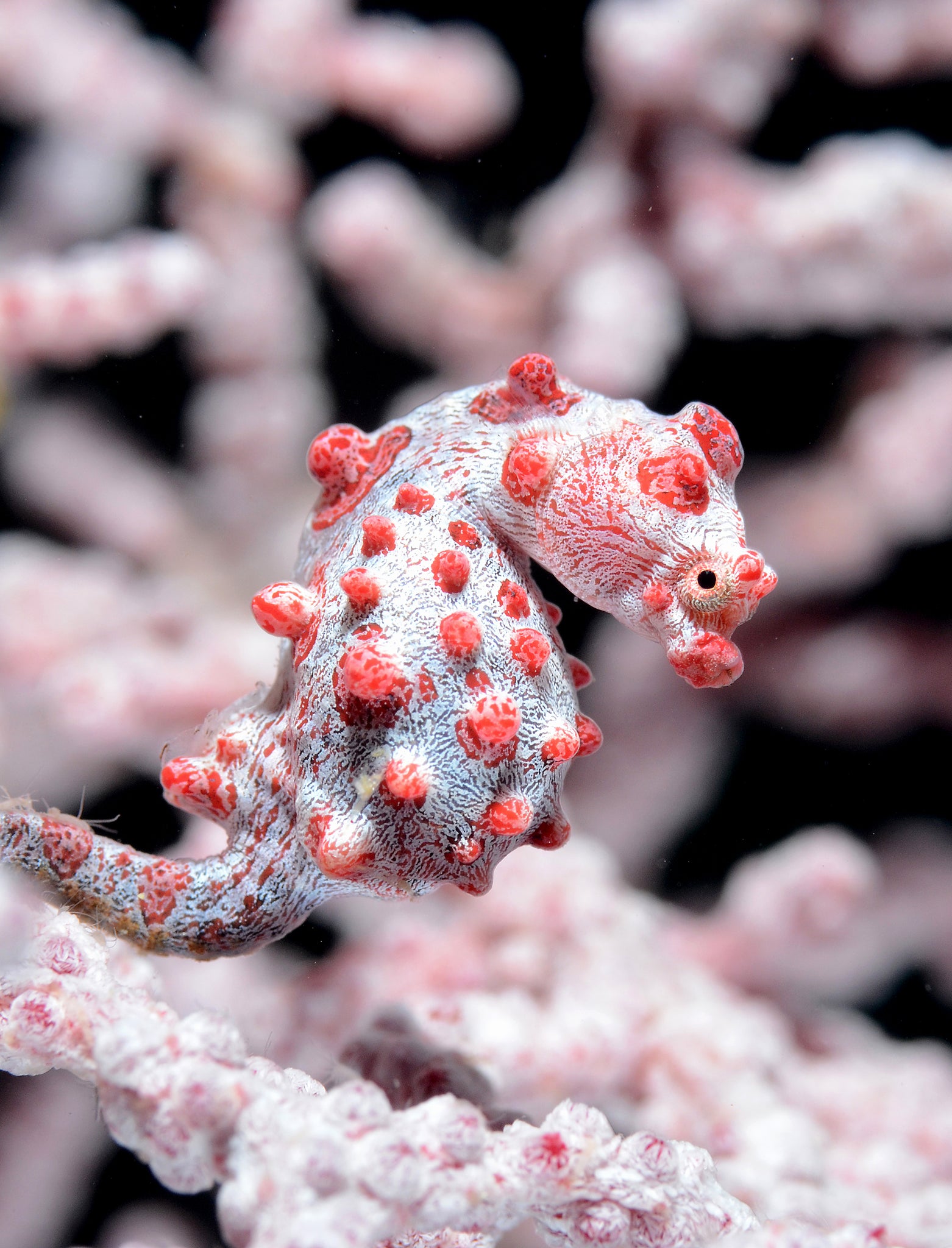 Seahorse Mom