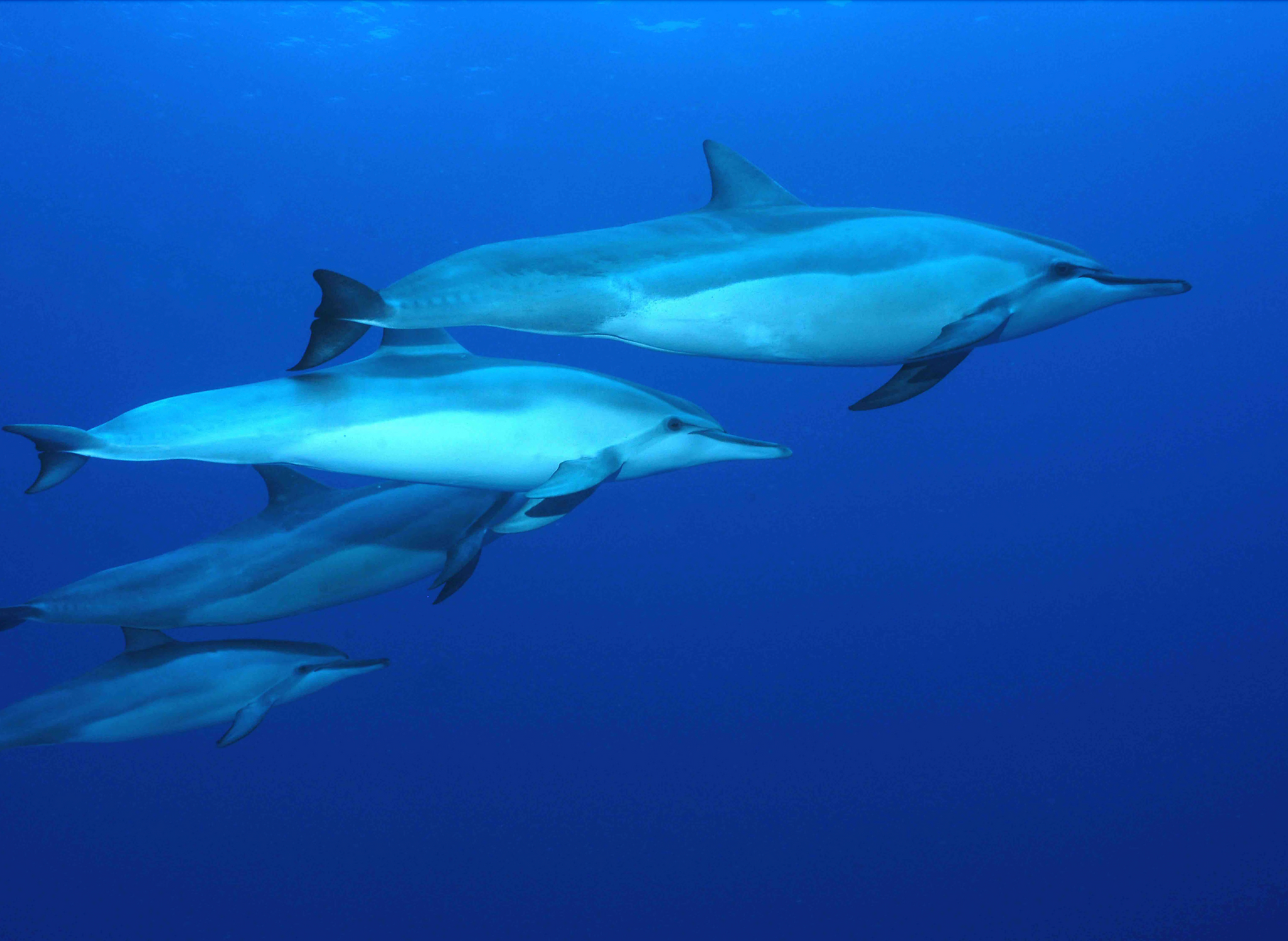 Dolphin: Spinner Dolphin Family