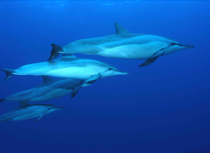 Dolphin: Spinner Dolphin Family