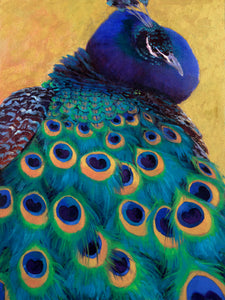 Peacocks Pride